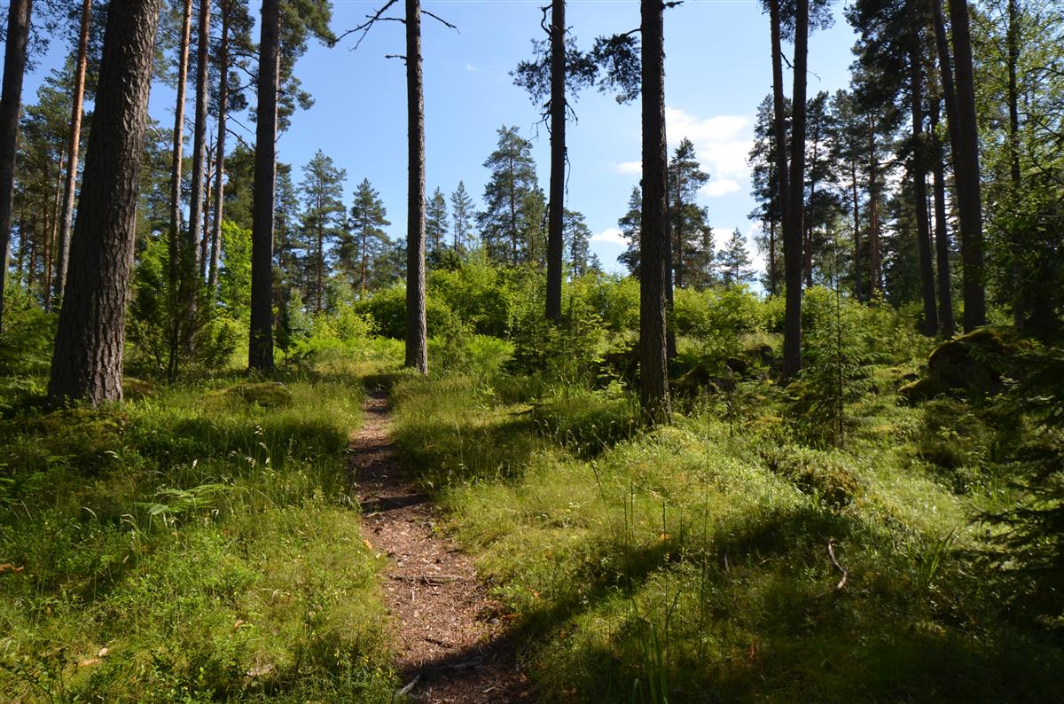 Kärnäkosken vuorilinnoitukseen johtava polku luoteesta päin kuvattuna.&nbsp;(Päivi Makkonen&nbsp;2025)