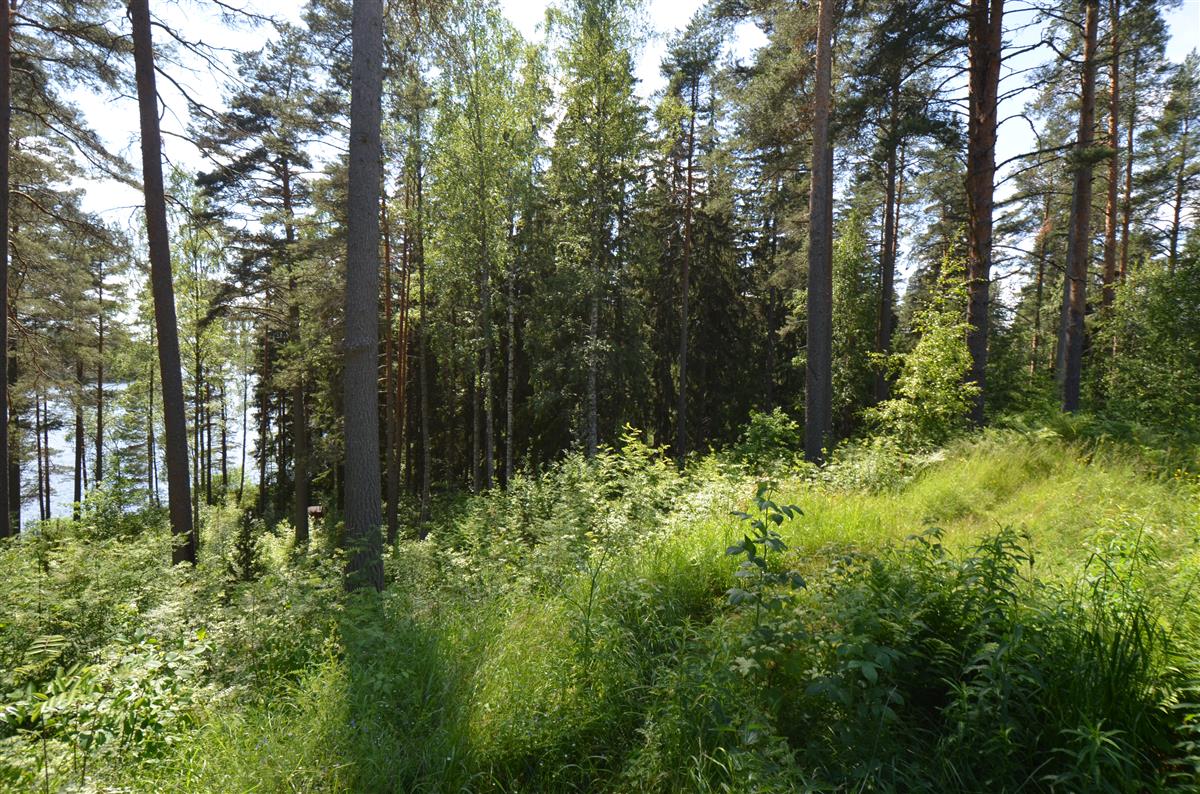 Näkymä Kärnäkosken vuorilinnoituksen vallien päältä kohti länttä. Raimlahdessa sijaitseva lotjasatama taustalla vasemmalla.&nbsp;(Päivi Makkonen&nbsp;2025)