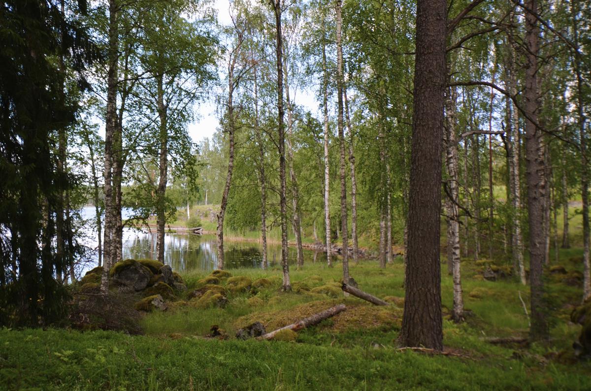 Näkymä Kärnäkosken linnoitusalueen länsirantaan Partakoskentieltä, lounaasta päin kuvattuna. Kuva otettu Kaukaan rullaradan ratapohjan paikkeilta.&nbsp;(Päivi Makkonen&nbsp;2025)